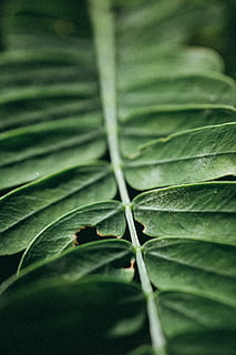 green leaves, plant, leaf, fern, flora, lupin, blossom, flower, grey, vegetation, geranium, forest, foliage, tree, natural, summer, pattern, closeup, environment, abstract, botany, plant part, green color, growth, close-up, nature, no people, selective focus, beauty in nature, day, freshness, outdoors, focus on foreground, full frame, tranquility, backgrounds, leaf vein, food and drink, water, leaves, purity, 4K, CC0, public domain, royalty free