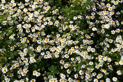 fleurs, Contexte, plante à fleurs, fleur, plante, beauté dans la nature, croissance, fraîcheur, fragilité, vulnérabilité, la nature, personne, journée, tête de fleur, en plein air, inflorescence, vue grand angle, arrière-plans, plein cadre, couleur blanche, parc, pétale, 5K, CC0, domaine public, libre de droits