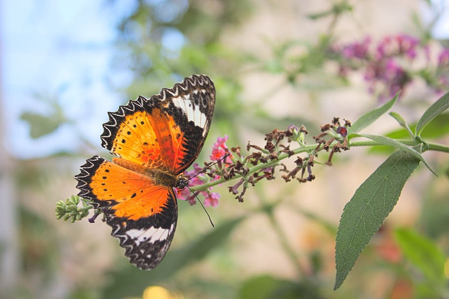 papallona, insecte, flor, bellesa a la natura, planta amb flors, planta, fauna animal, ala dels animals, papallona - insecte, temes d'animals, invertebrat, animals a la natura, animal, un animal, fragilitat, vulnerabilitat, primer pla, creixement, naturalesa, centrar-se en primer pla, cap gent, cap de flor, polinització, a l'aire lliure, lantana, 5K