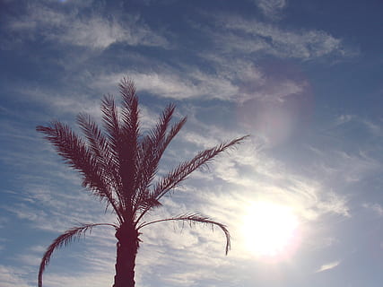 vert, palmier, clair, bleu, ciel, des nuages, Soleil, ensoleillé, la nature, nuage - ciel, plante, croissance, beauté dans la nature, personne, en plein air, lumière du soleil, faible angle de vue, tranquillité, le coucher du soleil, arbre, paysages - nature, journée, reflet, environnement, scène non urbaine, fermer, 2K, CC0, domaine public, libre de droits