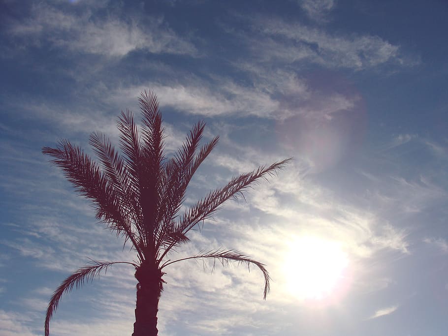 grøn, Palme træ, klar, blå, himmel, skyer, sol, solrig, natur, sky - himmel, plante, vækst, skønhed i naturen, ingen mennesker, udendørs, sollys, lav vinkel visning, ro, solnedgang, træ, scenics - natur, dag, linseflare, miljø, ikke-urbane scene, tæt på, 2K