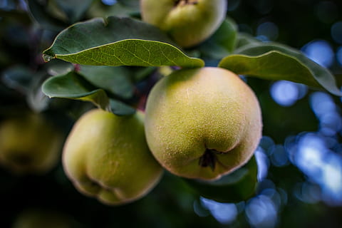 Apfel, Apfelbaum, Obstbaum, Obst, grüner Apfel, reif, kernobst gewächs, Natur, Herbst, apfelernte, Vitamine, gesund, köstlich, Apfelplantage, frisch, Obstbäume, Obstgarten, Essen und Trinken, Lebensmittel, gesundes Essen, Frische, Blatt, Pflanzenteil, Wachstum, Pflanze, Nahansicht, Fokus auf den Vordergrund, keine Leute, Baum, Wohlbefinden, grüne Farbe, Tag, hängend, draußen, 5K, CC0, gemeinfrei, lizenzfrei