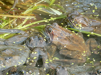 rane, uova, rana, primavera, stagno, lemna, alga marina, animale, frogspawn, natura, piscine, giovane, famiglia, accoppiamento, abitanti dello stagno, vertebrato, acqua, temi animali, fauna selvatica, pesce, animali allo stato selvatico, mare, gruppo di animali, nessuno, subacqueo, nuoto, vita marina, giorno, all'aperto, marino, avvicinamento, 4K, CC0, dominio pubblico, privo di copyright