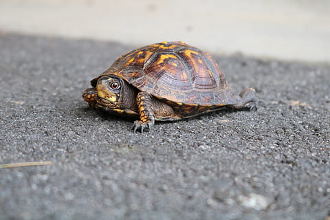 shell, naturalesa, tortuga, animal, lent, vida salvatge, primer pla, temes d'animals, animals a la natura, fauna animal, un animal, rèptil, enfocament selectiu, closca d’animals, dia, carretera, vertebrats, cap gent, transport, a l'aire lliure, longitud completa, nivell superficial, 5K, CC0, domini públic, lliure de regalies