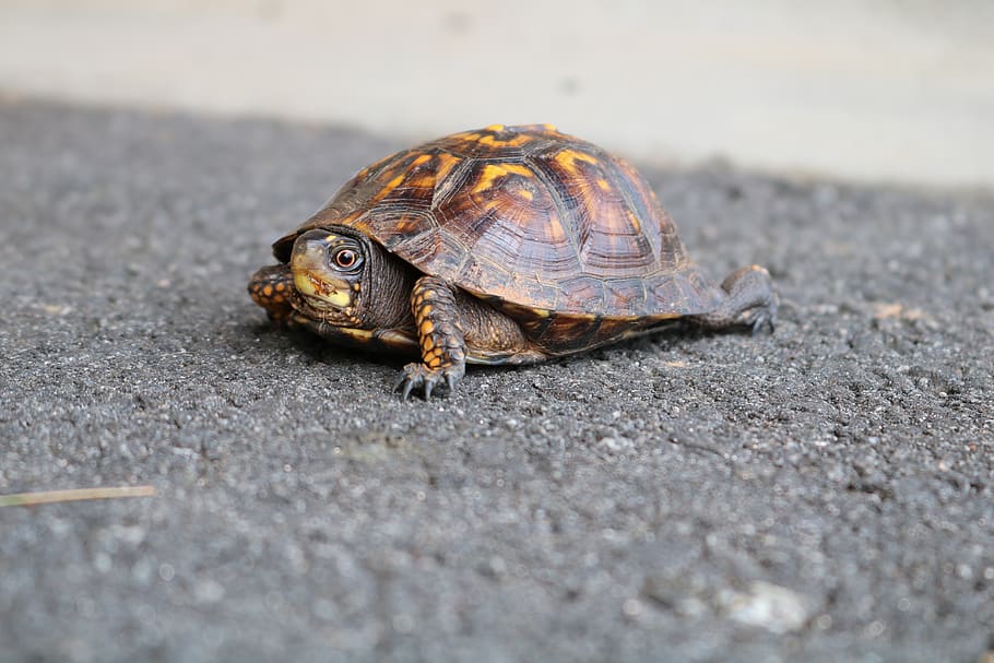 shell, naturalesa, tortuga, animal, lent, vida salvatge, primer pla, temes d'animals, animals a la natura, fauna animal, un animal, rèptil, enfocament selectiu, closca d’animals, dia, carretera, vertebrats, cap gent, transport, a l'aire lliure, longitud completa, nivell superficial, 5K