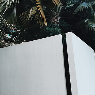 pohon, polos, dinding, minimal, sederhana, sudut, iphone, vscocam, vsco, hijau, putih, pohon palem, iklim tropis, tidak ada orang, tampilan sudut rendah, menanam, Arsitektur, hari, alam, daun, struktur yang dibangun, pertumbuhan, fitur dinding - bangunan, di luar rumah, bagian tanaman, eksterior bangunan, warna hijau, daun palem, menyalin ruang, merapatkan, pohon kelapa, 1080P, CC0, domain publik, bebas royalti