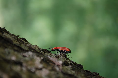 red, beetle, insect, bark, tree, animals, green, crawl, small, creepy, invertebrate, animal, animal themes, animal wildlife, animals in the wild, one animal, selective focus, day, close-up, no people, plant, nature, outdoors, focus on foreground, animal wing, tree trunk, 2K, CC0, public domain, royalty free