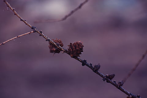 pigne, ramo, coni di conifere, macro, pianta, bellezza nella natura, natura, fiore, nessuno, albero, concentrarsi sulle conoscenze acquisite, colore rosa, pianta fiorita, crescita, avvicinamento, giorno, fragilità, messa a fuoco selettiva, vulnerabilità, ramoscello, all'aperto, la tranquillità, viola, 5K, CC0, dominio pubblico, privo di copyright