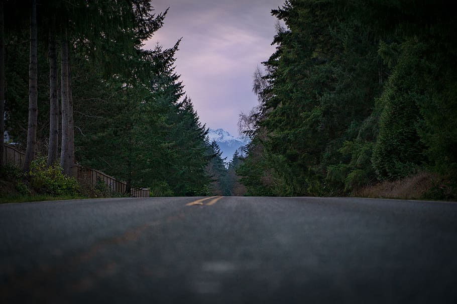 carretera asfaltada, pins, asfalt, planta, arbre, abies, avet, carretera, illa de bainbridge, wa, conífera, manera, Pacífic nord-oest, posta de sol, muntanyes olímpiques, pi, picea, silueta, làrix, campanar, edifici, cel, transport, naturalesa, direcció, cap gent, el camí a seguir, bellesa a la natura, tranquil·litat, perspectiva decreixent, escena tranquil·la, creixement, escenics - natura, núvol - cel, punt de fuga, a l'aire lliure, color verd, bosc, nivell superficial, llarg, treelined, 5K