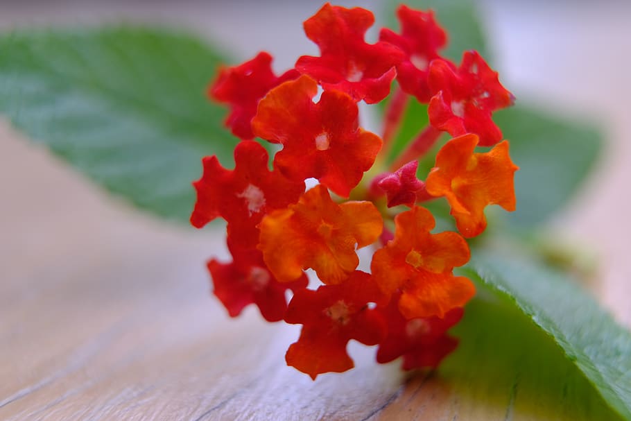 Blume, Rottöne, Nahansicht, Makro, Herbst, Farbe, blühende Pflanze, rot, Frische, Verletzlichkeit, Zerbrechlichkeit, Schönheit in der Natur, Pflanze, selektiver Fokus, Blütenblatt, keine Leute, Blütenkopf, Natur, Blütenstand, Wachstum, Tag, Blatt, Pflanzenteil, draußen, 5K