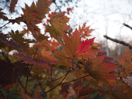 ต้นไม้, ใบไม้, ตก, ป่า, ใบเมเปิ้ล, Momiji, ใบไม้ร่วง, ฤดูใบไม้ร่วง, สีตก, พืช, สีเขียว, ธรรมชาติ, การธุดงค์, ที่เดิน, ส่วนของพืช, ปลูก, เปลี่ยนแปลง, ความงามในธรรมชาติ, สีส้ม, ใบเมเปิล, ใกล้ชิด, วัน, ไม่มีคน, สาขา, ต้นเมเปิ้ล, กลางแจ้ง, มุ่งเน้นไปที่เบื้องหน้า, เลือกโฟกัส, สีแดง, สภาพธรรมชาติ, คอลเลกชันฤดูใบไม้ร่วง, 4K, CC0, โดเมนสาธารณะ, ค่าลิขสิทธิ์ฟรี