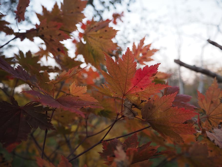 ต้นไม้, ใบไม้, ตก, ป่า, ใบเมเปิ้ล, Momiji, ใบไม้ร่วง, ฤดูใบไม้ร่วง, สีตก, พืช, สีเขียว, ธรรมชาติ, การธุดงค์, ที่เดิน, ส่วนของพืช, ปลูก, เปลี่ยนแปลง, ความงามในธรรมชาติ, สีส้ม, ใบเมเปิล, ใกล้ชิด, วัน, ไม่มีคน, สาขา, ต้นเมเปิ้ล, กลางแจ้ง, มุ่งเน้นไปที่เบื้องหน้า, เลือกโฟกัส, สีแดง, สภาพธรรมชาติ, คอลเลกชันฤดูใบไม้ร่วง, 4K