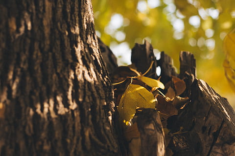 plant, leaf, tree, tree trunk, oak, maple, maple leaf, sunlight, sycamore, veins, light, flare, root, birch, algae, rodent, animal, mammal, squirrel, ground, trunk, nature, day, close-up, focus on foreground, outdoors, forest, selective focus, textured, plant part, plant bark, no people, land, environment, branch, change, bark, 5K, CC0, public domain, royalty free