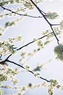 arbre amb fulles blanques, planta, arbre, flor, planta amb flors, branca, bellesa a la natura, fragilitat, vulnerabilitat, frescor, primavera, creixement, naturalesa, vista d’angle baix, dia, centrar-se en primer pla, cap gent, primer pla, Color blanc, a l'aire lliure, flor de cirerer, cirerer, 5K, CC0, domini públic, lliure de regalies
