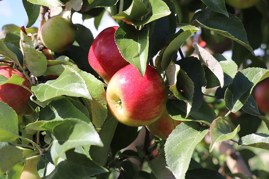 rústic, vermont, horta, alimentació saludable, full, part de la planta, menjar i beguda, menjar, fruita, creixement, benestar, planta, frescor, vermell, naturalesa, dia, primer pla, color verd, cap gent, arbre, arbre fruiter, fruita de poma, a l'aire lliure, madur, 5K