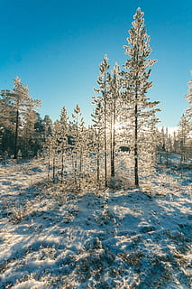 la neve, coperto, foresta, chiaro, blu, cielo, freddo, luce del giorno, ambiente, ze, sibilo, brina, gelido, congelato, ghiaccio, paesaggio, natura, sfida all'aperto, parco, pino, scena, panoramico, stagione, sole, alberi, tempo metereologico, bianca, inverno, paesaggio invernale, boschi, albero, temperatura fredda, pianta, terra, bellezza nella natura, la tranquillità, scena tranquilla, campo, cielo sereno, scenics - natura, nessuno, copertura, Colore bianco, luce del sole, scena non urbana, all'aperto, 4K, CC0, dominio pubblico, privo di copyright