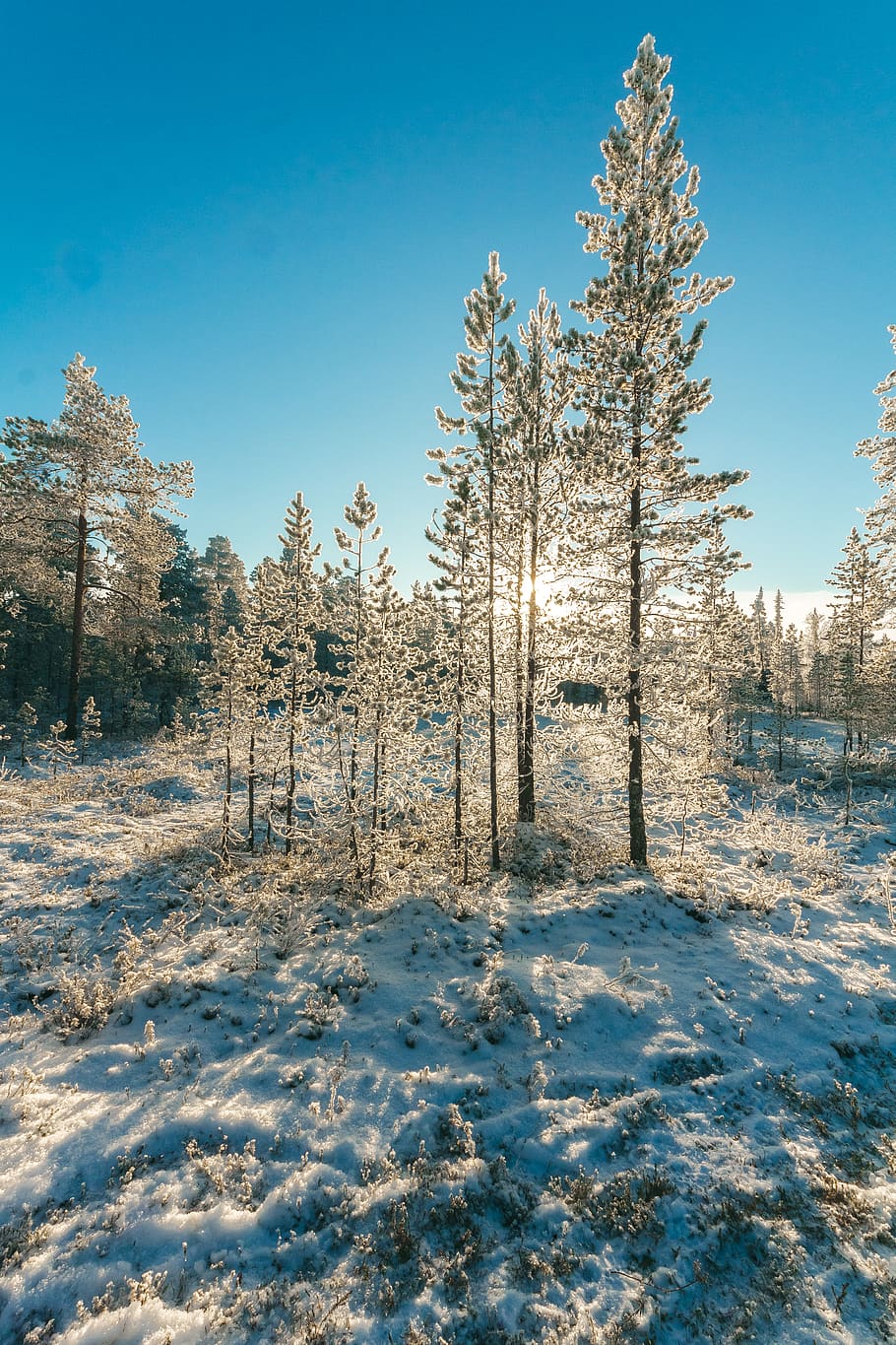 la neve, coperto, foresta, chiaro, blu, cielo, freddo, luce del giorno, ambiente, ze, sibilo, brina, gelido, congelato, ghiaccio, paesaggio, natura, sfida all'aperto, parco, pino, scena, panoramico, stagione, sole, alberi, tempo metereologico, bianca, inverno, paesaggio invernale, boschi, albero, temperatura fredda, pianta, terra, bellezza nella natura, la tranquillità, scena tranquilla, campo, cielo sereno, scenics - natura, nessuno, copertura, Colore bianco, luce del sole, scena non urbana, all'aperto, 4K