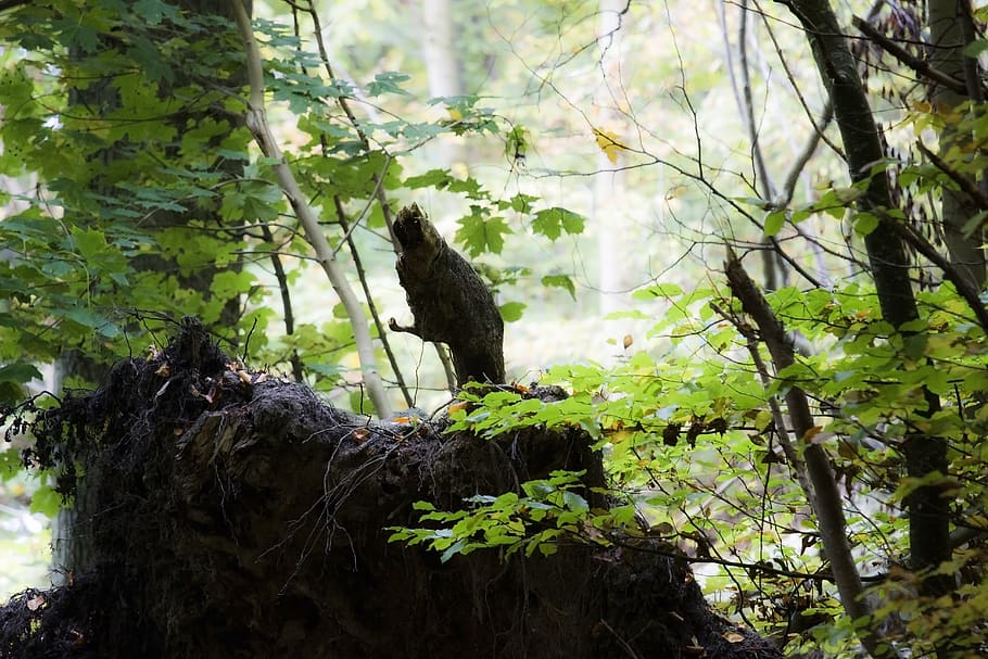 danmark, odense, bosc, verd, arbres, primavera, bosc verd, arbre, animal, temes d'animals, planta, vertebrats, un animal, fauna animal, animals a la natura, branca, ocell, naturalesa, posat, dia, cap gent, creixement, vista d’angle baix, color negre, a l'aire lliure, mamífer, àguila, 5K