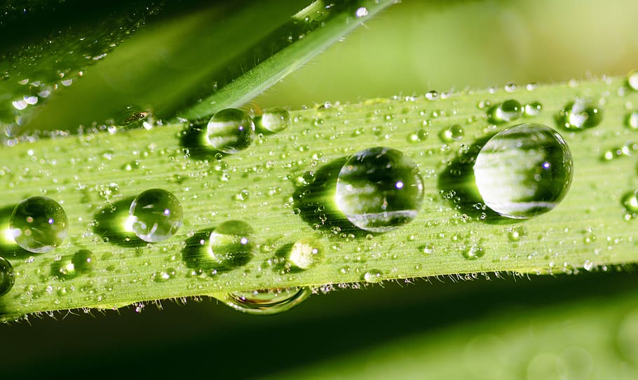Wassertropfen, hell, sauber, klar, Nahansicht, Tau, Tröpfchen, Tropfen, Ökologie, Umgebung, Fokus, Laub, frisch, Frische, Garten, Gras, Grün, hdr, Flüssigkeit, Makro, natürlich, Natur, Pflanze, rein, Reinheit, Regen, Regentropfen, Textur, Wasser, nass, grüne Farbe, fallen, Blatt, Pflanzenteil, Wachstum, keine Leute, Schönheit in der Natur, Gesundheitswesen und Medizin, Umweltschutz, draußen, Grashalm, 5K