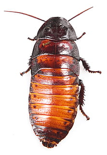 gândac de bucătărie, Madagascar, fundal, izolat, murdar, înfiorător, alb, dăunător, maro, extermina, macro, infestare, picior, aripă, sâsâit, gunoier, gândac, insectă, urât, fundal alb, studio shot, animal, a închide, nevertebrat, în interior, un animal, animale tematice, nici o persoana, animale sălbatice, alimente, mancare si bautura, animale în sălbăticie, fructe de mare, elimina, natură moartă, bunăstare, partea corpului animalului, 2K, CC0, domeniu public, fără drepturi de autor