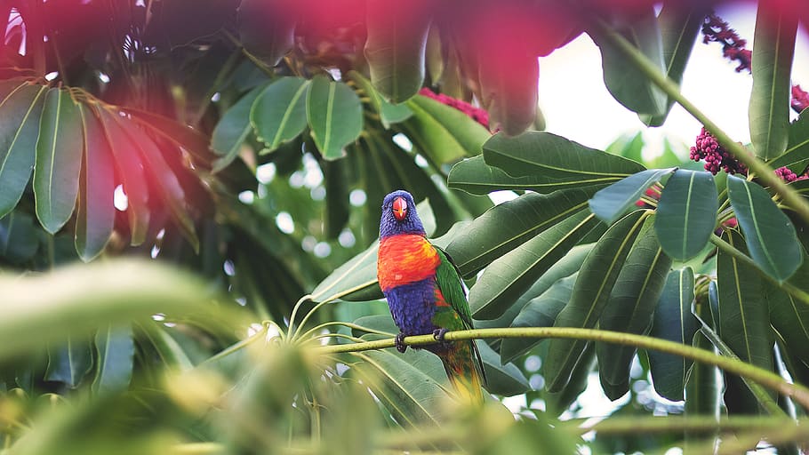 uccello sull'albero, animale, albero, uccello, flora, pappagallo, becco, pianta, conifera, tasso, natura, fiori, le foglie, tropicale, ramo, lorikeet, spiaggia di airlie, Australia, mangiatore di api, tropici, rosso, temi animali, vertebrato, fauna selvatica, animali allo stato selvatico, appollaiati, parte vegetale, un animale, foglia, colore verde, bellezza nella natura, crescita, lorichetto arcobaleno, messa a fuoco selettiva, multicolore, nessuno, all'aperto, 4K
