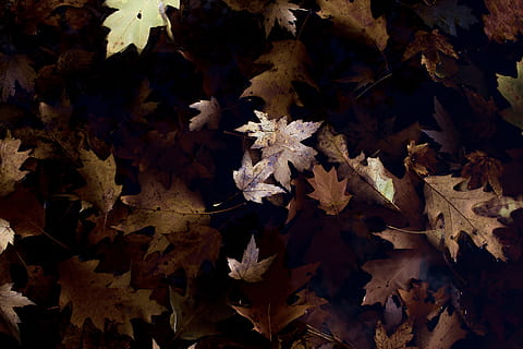 leaf, fall, autumn, plant part, change, no people, beauty in nature, vulnerability, fragility, close-up, plant, nature, leaves, maple leaf, growth, full frame, backgrounds, day, freshness, outdoors, tree, natural condition, 5K, CC0, public domain, royalty free