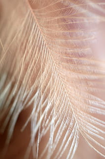 alam, pola, Latar Belakang, bulu, tekstur, struktur, wallpaper android, bingkai penuh, merapatkan, fokus selektif, tidak ada orang, kerapuhan, tekstil, kerentanan, bertekstur, kelembutan, dalam ruangan, close-up yang ekstrim, warna putih, makro, keindahan di alam, hari, pola alami, ringan, latar belakang abstrak, 4K, CC0, domain publik, bebas royalti
