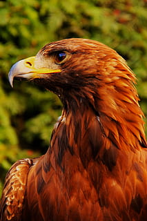 braun, Weiß, Gelb, Vogel, Tier, Nahansicht, Adler, Raubtier, Tierthemen, Wirbeltier, ein Tier, Fokus auf den Vordergrund, Tiere in freier Wildbahn, Tierwelt, Raubvogel, Tag, keine Leute, Tierkörperteil, Schnabel, Natur, Feder, Wegschauen, Tierkopf, draußen, Profilansicht, Tierauge, 1080P, CC0, gemeinfrei, lizenzfrei