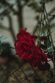 rosa rossa, fiore, fiorire, pianta, rosa, geranio, petalo, foglia, Acanthaceae, vene, germoglio, cespuglio, vegetazione, schermo, tenere sotto controllo, Schermo a cristalli liquidi, display, elettronica, peonia, garofano, pianta fiorita, bellezza nella natura, vulnerabilità, freschezza, rosso, fragilità, avvicinamento, testa di fiore, infiorescenza, concentrarsi sulle conoscenze acquisite, natura, crescita, nessuno, giorno, all'aperto, composizione floreale, mazzo, 5K, CC0, dominio pubblico, privo di copyright