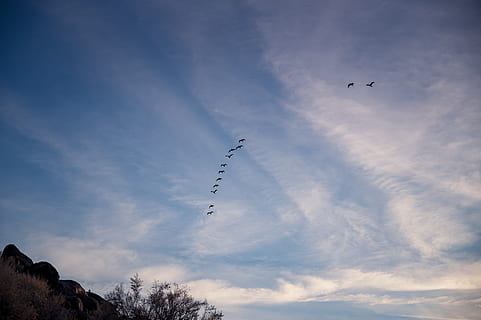 foto, kawanan, burung-burung, penerbangan, binatang, kandang burung, awan, kawanan burung, langit, melonjak, margasatwa, sayap, awan - langit, alam, hewan, tampilan sudut rendah, kerja sama, keindahan di alam, bertulang belakang, tema binatang, burung, kerja tim, satwa liar hewan, pesawat terbang, di udara, binatang di alam liar, kendaraan udara, bergerak, sekelompok binatang, angkutan, tidak ada orang, di luar rumah, pesawat, jejak uap, 5K, CC0, domain publik, bebas royalti