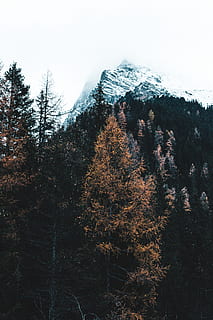 braun, blätterte, Baum, gegenüber, Berg, Pflanze, Nadelbaum, Tanne, abies, Italien, rieserferner-ahrn naturpark, Lärche, Kiefer, Fichte, Schnee, Bäume, Wald, sterbende Bäume, Steigung, draußen, Natur, Feuer, Anis, Schönheit in der Natur, Ruhe, ruhige Szene, Wachstum, Himmel, Szenen - Natur, keine Leute, Winter, kalte Temperatur, Tag, Land, Herbst, Veränderung, Gipfel, 5K, CC0, gemeinfrei, lizenzfrei
