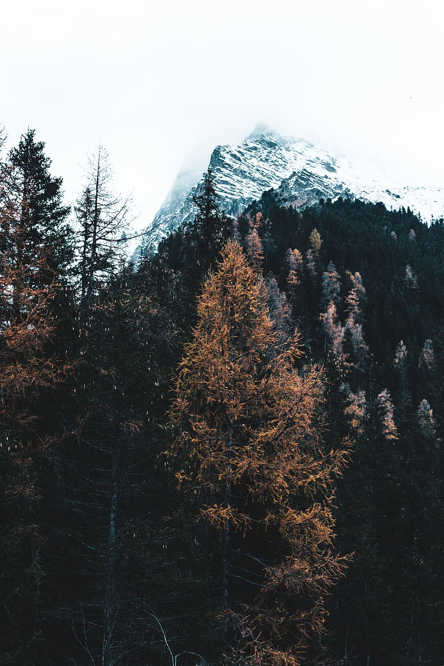 marró, fulles, arbre, de cara, muntanya, planta, conífera, avet, abies, Itàlia, parc natural de rieserferner-ahrn, làrix, pi, picea, neu, arbres, bosc, arbres moribunds, pendent, a l'aire lliure, naturalesa, foc, anís, bellesa a la natura, tranquil·litat, escena tranquil·la, creixement, cel, escenics - natura, cap gent, hivern, temperatura de fred, dia, terra, tardor, canvi, arbre de coníferes, cim de muntanya, 5K