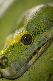 snake, reptile, green tree python, green, python, animal, one animal, animal themes, close-up, animal wildlife, animals in the wild, animal body part, green color, no people, selective focus, vertebrate, animal eye, animal head, yellow, day, nature, eye, animal scale, 4K, CC0, public domain, royalty free