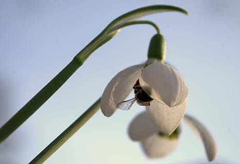 tidlig blomer, vintergæk, forår, blomster, natur, harbinger af foråret, frühlingsanfang, have, ingen mennesker, plante, tæt på, skønhed i naturen, lav vinkel visning, plantestamme, fokus på forgrunden, blomst, vækst, skyfri himmel, blad, plante del, skrøbelighed, himmel, sårbarhed, Kvist, dag, friskhed, blomstrende plante, 4K, CC0, offentligt domæne, royaltyfrie