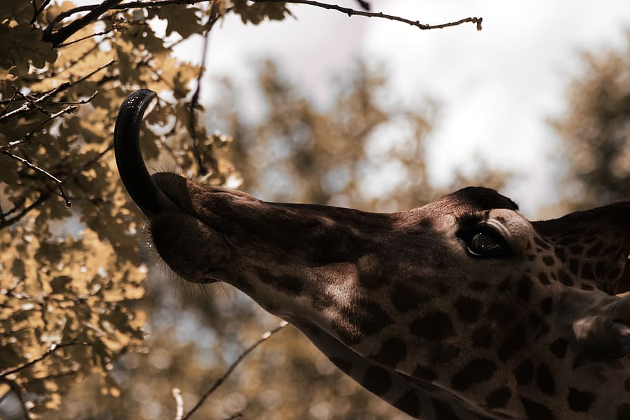 giraf spise blad, giraf, tunge, savanne, Zoo, natur, tapet, efterår, hoved, detalje, tæt på, øje, Afrika, blade, træer, dyr, et dyr, dyre temaer, dyr i naturen, dyreliv, pattedyr, fokus på forgrunden, dyr kropsdel, hvirveldyr, ingen mennesker, træ, dag, dyr markeringer, dyr hoved, plante, dyrehalsen, planteædende, udendørs, 5K