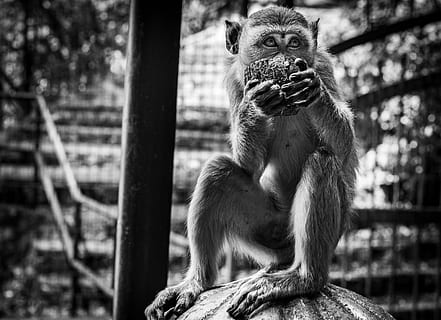 macaco comendo frutas, macaco, animais selvagens, animal, mamífero, Preto e branco, cavernas de batu, animais, Malásia, Kuala Lumpur, natureza, babuíno, jardim zoológico, orangotango, Comida, comendo, leão, corrimão, sentado, coala, primata, animais em estado selvagem, focar em primeiro plano, vertebrado, dia, ninguém, um animal, animal jovem, olhando, ao ar livre, família animal, 2K, CC0, domínio público, royalty free