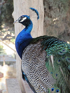 păun, portret, cap, a închide, animal, lumea animalelor, pană, mândrie, ziervogel, penaj, albastru culoare fericit, pasăre, b, culoare, animale tematice, animale vertebrate, animale sălbatice, animale în sălbăticie, un animal, să se concentreze asupra primelor elemente, nici o persoana, albastru, zi, natură, frumusețe în natură, creasta animalului, animal de sex masculin, în aer liber, partea corpului animalului, cioc, cap de animal, 5K, CC0, domeniu public, fără drepturi de autor