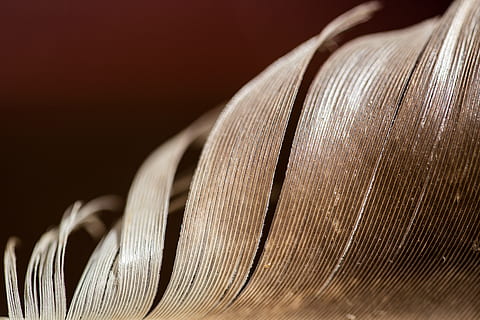 feather, bird, macro, details, abstract, close-up, thread, selective focus, textile, no people, indoors, backgrounds, business, simplicity, focus on foreground, studio shot, textured, wood - material, striped, art and craft, single object, string, antique, extreme close-up, 5K, CC0, public domain, royalty free