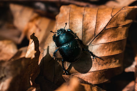 Ukraine, Bugs, Wald, Skarabäus, Flora, Insekt, wirbellos, Tier, Nahansicht, Tierthemen, Tierwelt, Tiere in freier Wildbahn, ein Tier, Käfer, keine Leute, schwarze Farbe, Natur, selektiver Fokus, Blatt, Pflanzenteil, Tag, draußen, Fokus auf den Vordergrund, High Angle View, trocken, 5K, CC0, gemeinfrei, lizenzfrei