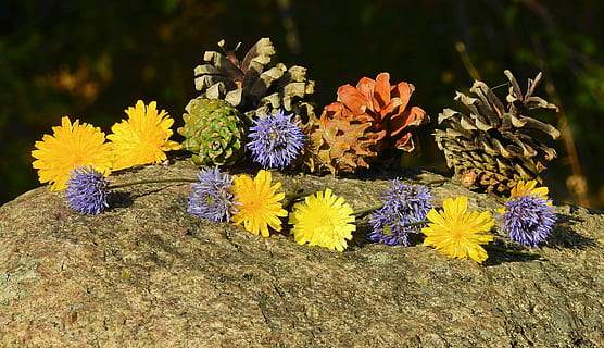 Blumen, Zapfen, Zusammensetzung, Blume, blühende Pflanze, Frische, Pflanze, Zerbrechlichkeit, Verletzlichkeit, Gelb, Schönheit in der Natur, Natur, Wachstum, Blütenstand, Blütenkopf, keine Leute, Nahansicht, Blütenblatt, Botanik, Tag, Land, draußen, Fokus auf den Vordergrund, lila, Blumenstrauß, Blumenbeet, 4K, CC0, gemeinfrei, lizenzfrei