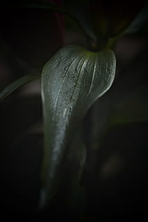 fulla verda, full, planta, flor, verd, serp, animal, rèptil, aràcies, botànic, fons de pantalla, vertical, foscor, fosc, punt de mira, acanthaceae, arbre, anthurium, pètal, annonaceae, frescor, primer pla, cap gent, bellesa a la natura, vulnerabilitat, tir de l'estudi, part de la planta, fragilitat, creixement, planta amb flors, enfocament selectiu, naturalesa, fons negre, menjar, sol objecte, a l'interior, senzillesa, 4K, CC0, domini públic, lliure de regalies