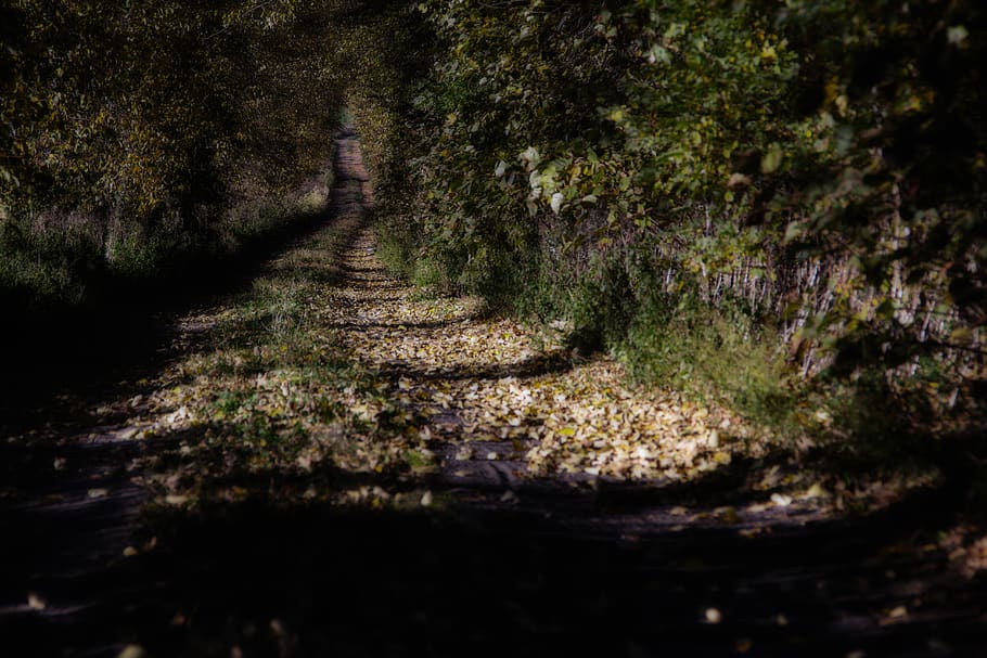 arbres verds, grava, carretera, Carretera bruta, Polònia, jeziory, parc nacional de wielkopolski, planta, molsa, flora, vegetació, bosc, a l'aire lliure, naturalesa, terra, arbre, corrent, rierol, aigua, jungla, conífera, tranquil·litat, cap gent, sendera, dia, enfocament selectiu, creixement, direcció, escena tranquil·la, el camí a seguir, llum solar, ombra, brutícia, escenics - natura, ruta, 5K