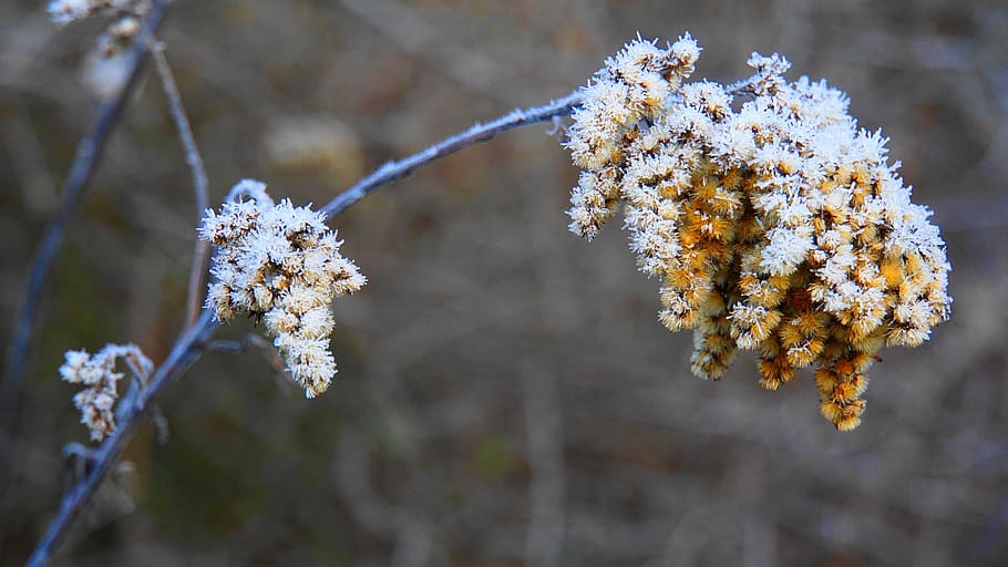 vinter, eiskristalle, is, kold, Frosset, natur, vinter magi, rimfrost, hårdeste, moden, plante, vinterlige, vinterdrøm, magi, charmerende, krystaller, krystaldannelse, iset, hvid, isnende, sne, kold temperatur, skønhed i naturen, træ, vækst, tæt på, fokus på forgrunden, afdeling, hvid farve, dag, blomst, frost, ingen mennesker, skrøbelighed, udendørs, snestorm, 5K