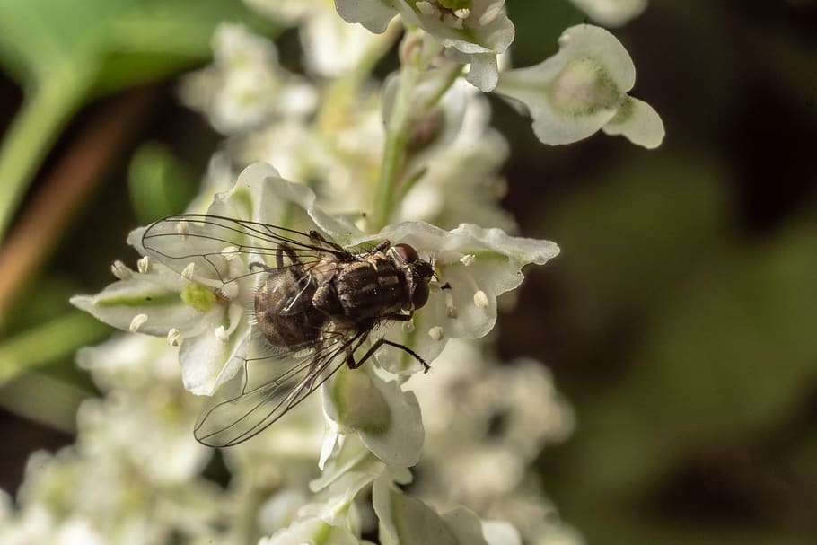 macro, volare, insetto, avvicinamento, occhi composti, ala, natura, macro insetto, invertebrato, animali allo stato selvatico, fauna selvatica, temi animali, animale, un animale, pianta, fiore, pianta fiorita, ala animale, concentrarsi sulle conoscenze acquisite, crescita, vulnerabilità, bellezza nella natura, fragilità, giorno, nessuno, testa di fiore, all'aperto, impollinazione, 5K