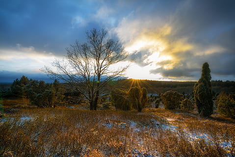 spoglio, albero, circondato, verde, Alba, nuvole, nuvoloso, ambiente, sera, erba, brughiera, paesaggio, luce, natura, panoramico, cielo, sole, raggi di sole, tramonto, alberi, tempo metereologico, nuvola - cielo, pianta, bellezza nella natura, scenics - natura, scena tranquilla, la tranquillità, terra, nessuno, scena non urbana, campo, crescita, inverno, all'aperto, 5K, CC0, dominio pubblico, privo di copyright