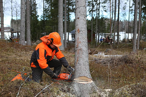 Wald, Logger, Baum, sechs, Kettensäge, aus, gießen, Bauholz, Protokollierung, Natur, orange Farbe, Land, Pflanze, Männer, Tag, Kleidung, Wasser, echte Menschen, Lebensstile, Menschen, Feuer, Feuer - natürliches Phänomen, zwei Menschen, in voller Länge, Freizeitbeschäftigung, Erwachsene, draußen, warme Kleidung, 5K, CC0, gemeinfrei, lizenzfrei