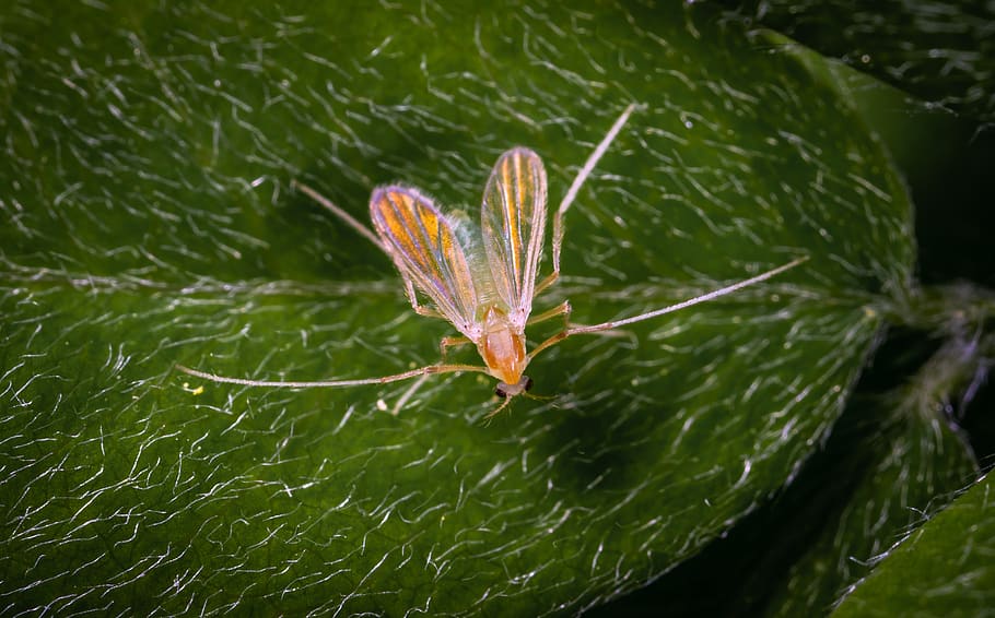 marró, insecte, full, error, poc, part de la planta, primer pla, un animal, color verd, cap gent, naturalesa, temes d'animals, animal, dia, planta, animals a la natura, fauna animal, invertebrat, aigua, bellesa a la natura, creixement, a l'aire lliure, ala dels animals, papallona - insecte, 2K