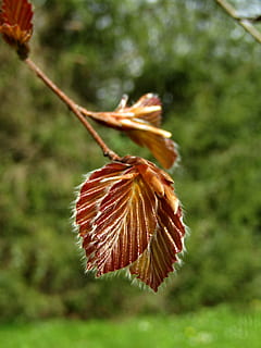 close up, leaf, tree, beech, leaves, plant, close-up, focus on foreground, no people, day, nature, growth, fragility, beauty in nature, vulnerability, outdoors, flower, brown, freshness, flowering plant, green color, plant part, selective focus, 5K, CC0, public domain, royalty free