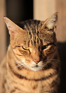 kucing kucing coklat, kucing, mamalia, hewan peliharaan, licik, tema binatang, lokal, hewan, binatang lokal, satu binatang, kucing rumahan, merapatkan, kumis, bertulang belakang, tidak ada orang, relaksasi, dalam ruangan, bagian tubuh hewan, fokus selektif, kepala hewan, potret, kucing betina, mata binatang, hidung binatang, moncong, 4K, CC0, domain publik, bebas royalti