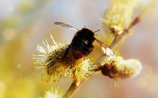 kat, bazia, forår, insekt, humlebi, flyve, vinger, dyr, natur, ved retten i, hvirvelløse dyr, tæt på, plante, blomst, træ, pil, indlæg, pszczołowate, apiformes, farve, smuk, i live, miljøet, biologi, hvirvelløse, dyr i naturen, dyreliv, blomstrende plante, et dyr, bi, dyre temaer, skrøbelighed, skønhed i naturen, sårbarhed, vækst, blomsterhoved, ingen mennesker, friskhed, bestøvning, udendørs, pollen, 4K, CC0, offentligt domæne, royaltyfrie